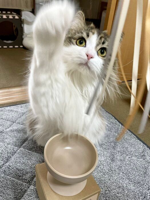 おもちゃで遊ぶサイベリアン