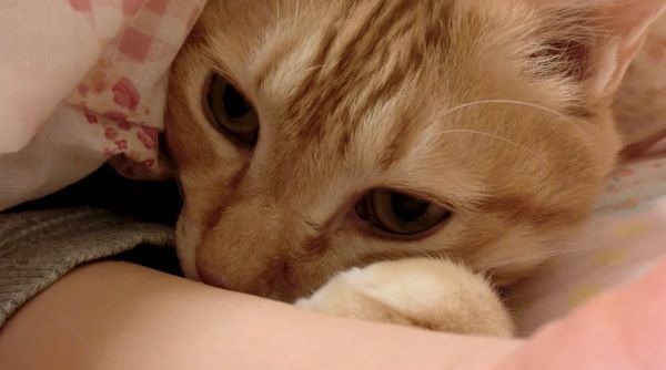 布団に入る猫