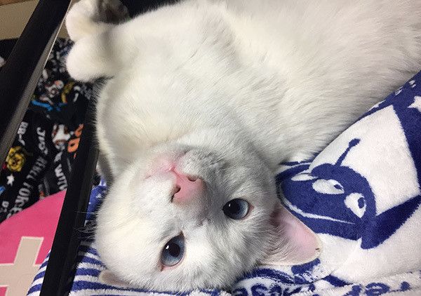 見つめる猫