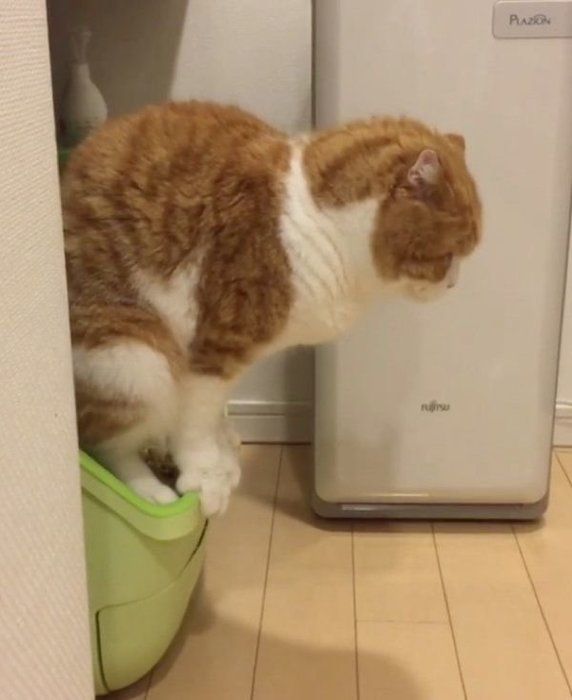 スコティッシュフォールドのまーるくん