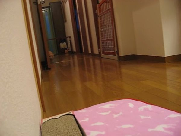 だるま
