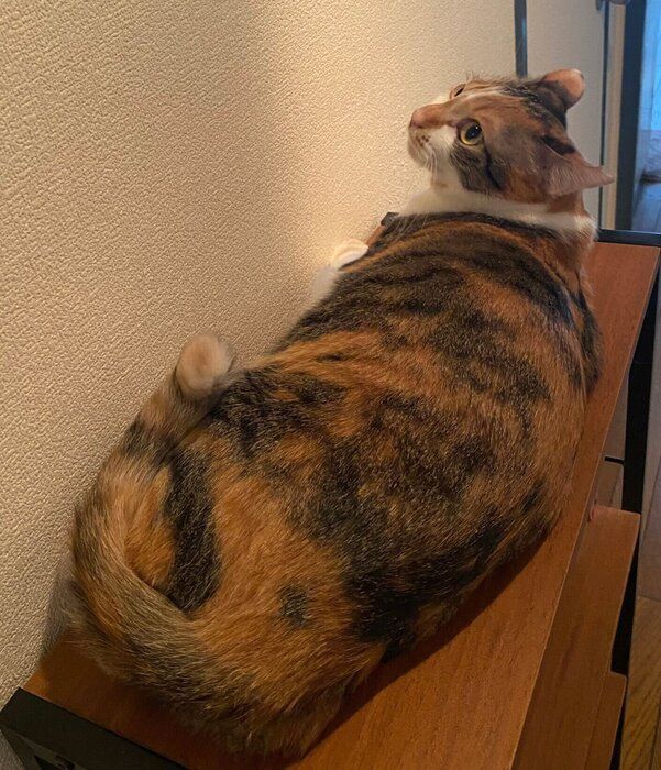 ナデナデしてほしいみちょちゃん