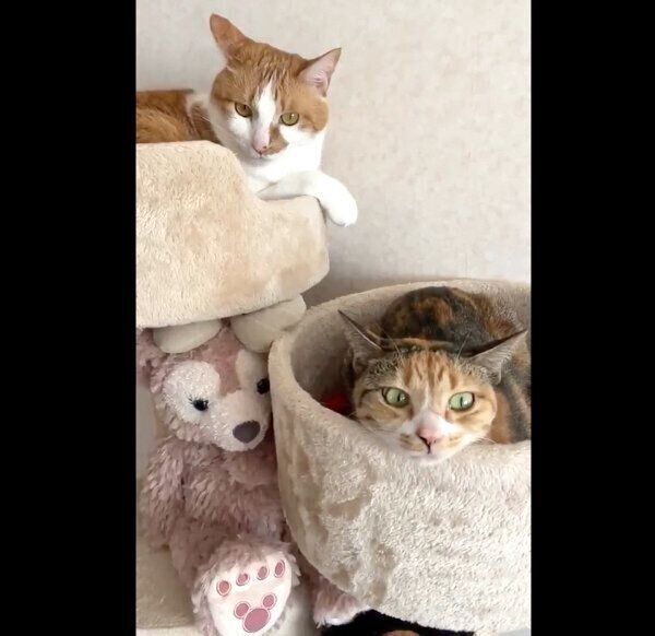 キャットタワーでまったりするゆずちゃんとむぎちゃん