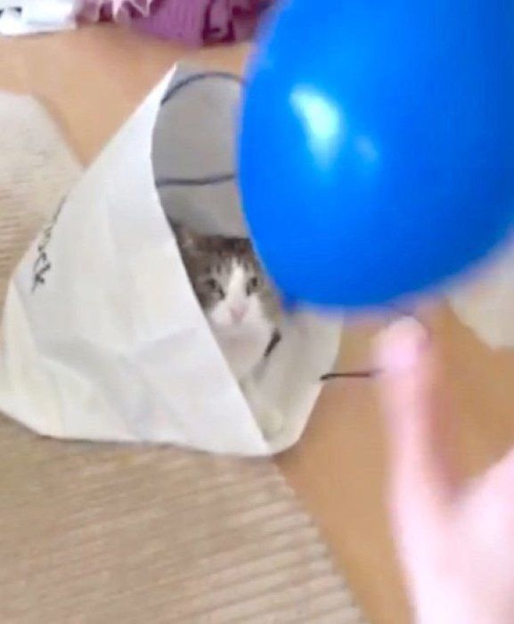 風船で遊ぶはるさめちゃん