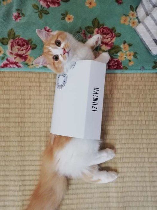 ラガマフィン