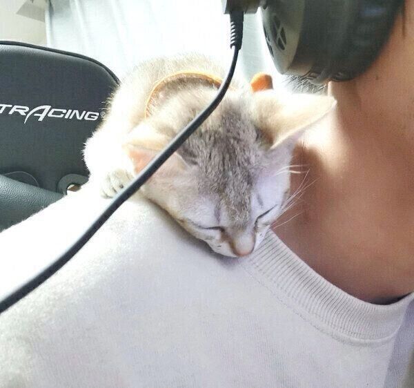 飼い主さんの肩の上で寝落ちしたルルちゃん