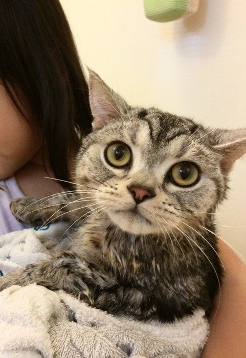 シャンプー後の猫