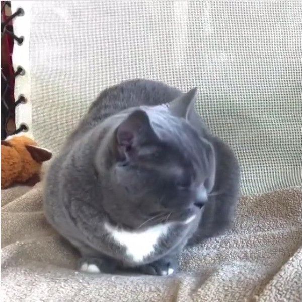 マンチカン