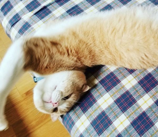 おじさん顔の猫