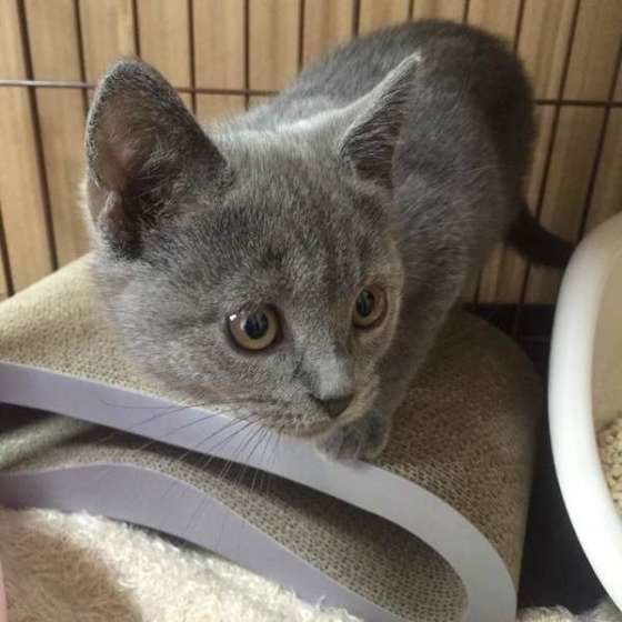 見つめる猫