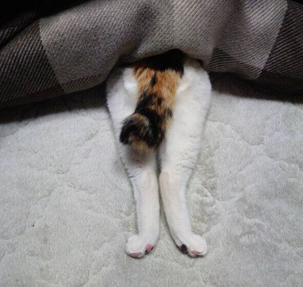 こたつに頭だけ入ってくつろぐ三毛のあられちゃん