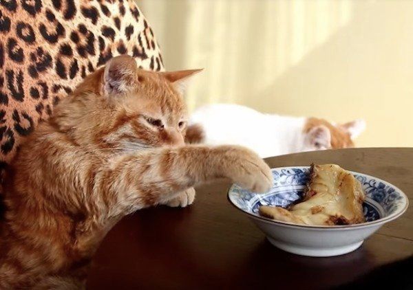 においをいただくニャンコ