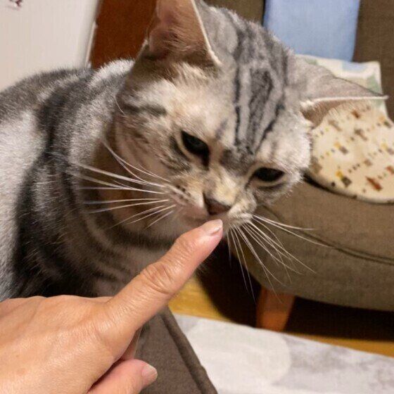 指をくんくんするアメリカンショートヘア(メス)
