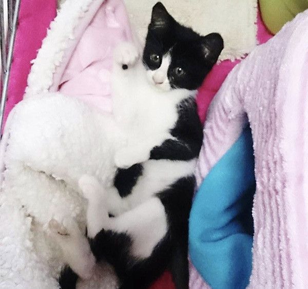 見つめる子猫