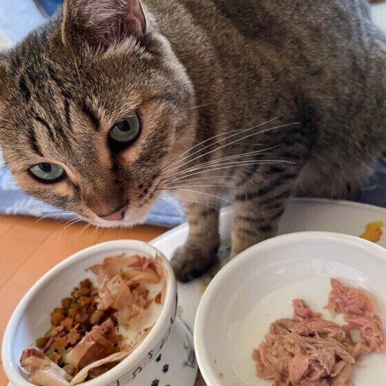 フードを食べるくーちゃん