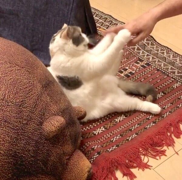 飼い主さんとぬるい戦いを繰り広げるねね子ちゃん