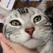 残念なイケメン猫 揺るぎなきセツstyleに関する記事一覧 ねこのきもちweb Magazine 残念なイケメン猫 揺るぎなきセツstyleに関する記事一覧 ねこのきもちweb Magazine