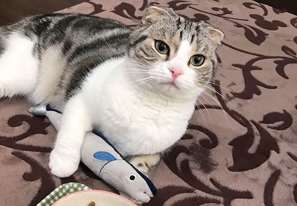 見つめる猫