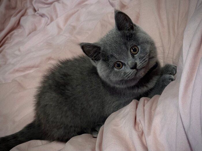 お迎えして間もないころに撮影したふてのしんくん