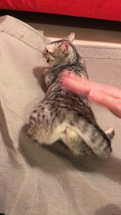 画像/2018年4月号「春は猫もソワソワ、ワクワク。猫の恋劇場」