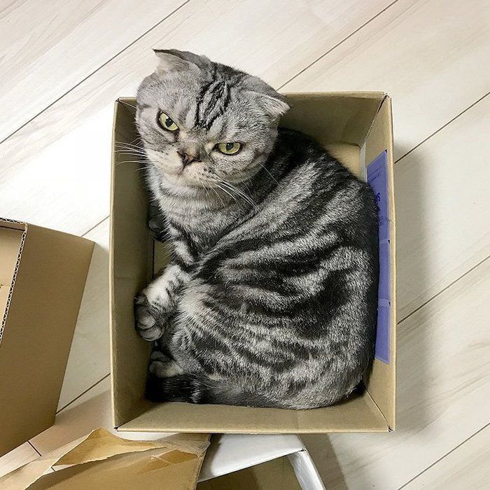 @tacos_cat
