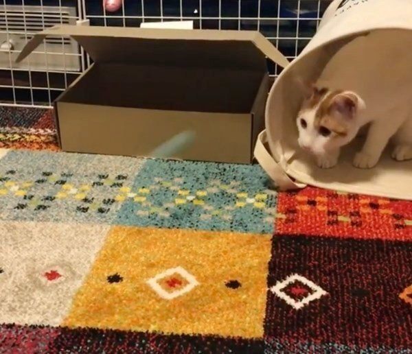 ボールを追いかける猫