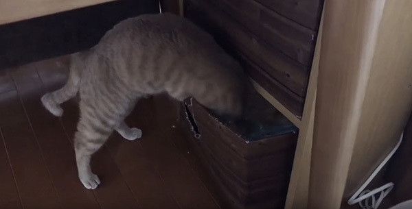引き出しを漁る猫