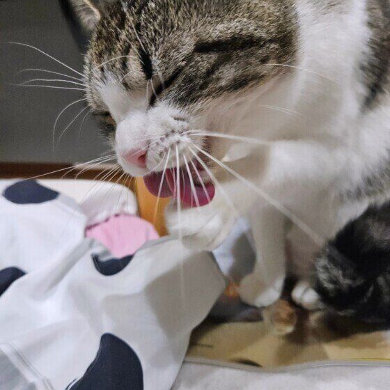 手をなめる茶白猫