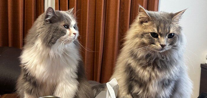 2匹のサイベリアン