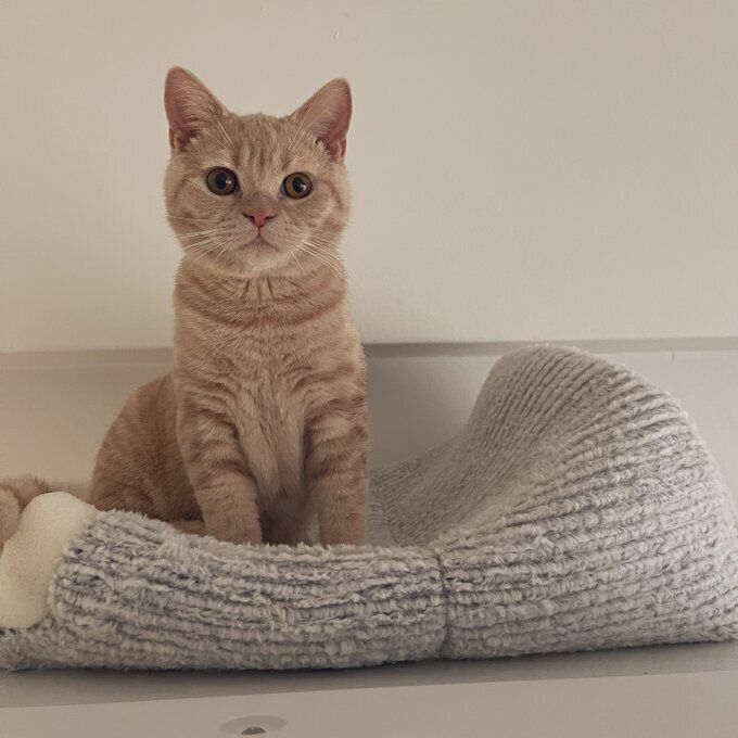 「ドーム型ベッドの使い方」として投稿された1枚　コメント欄には「いや違う……」といった声が