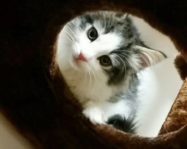 見つめる猫