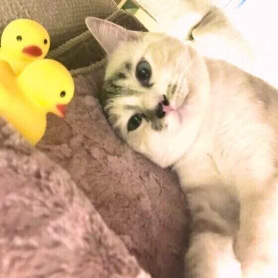 ミケ みーちゃん