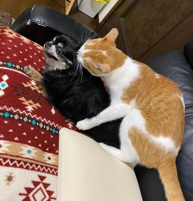 ビスコくんとぱぴこちゃん