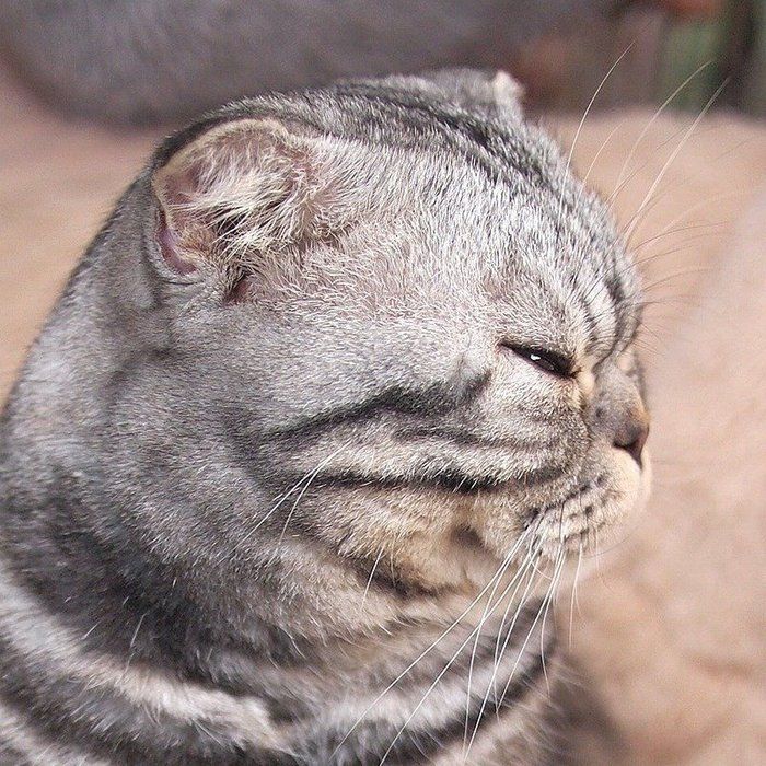 @tacos_cat