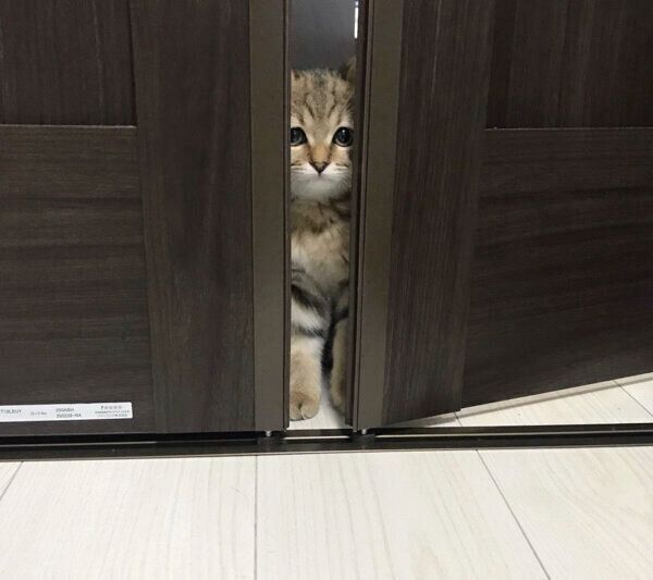 じっ…と見つめるみにらくん