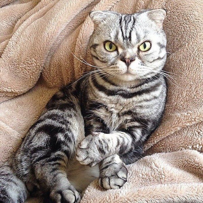 @tacos_cat