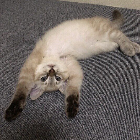 ヘソ天する猫