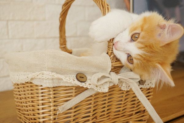 噛む猫