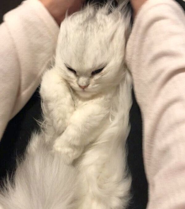毛を逆立てられるこうめちゃん