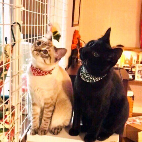 寄り添う猫