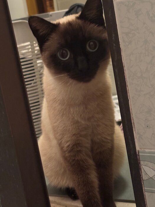成長したおこげちゃん