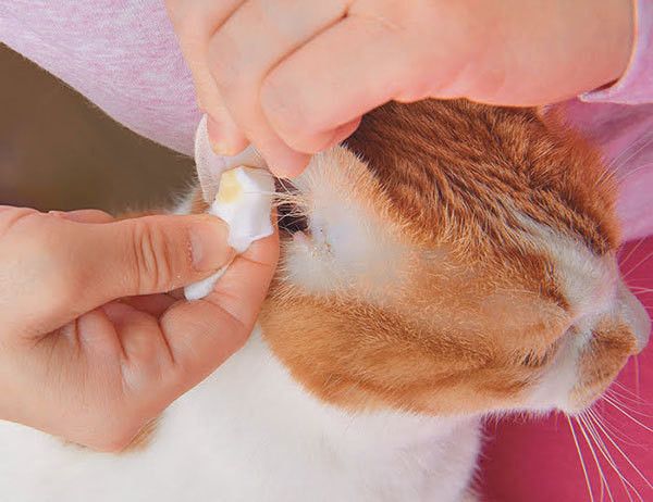 耳そうじ