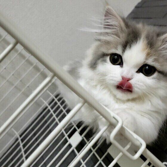 ミヌエットのラテちゃん