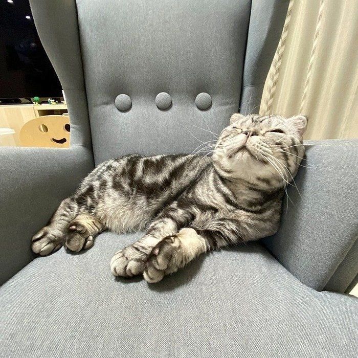 @tacos_cat