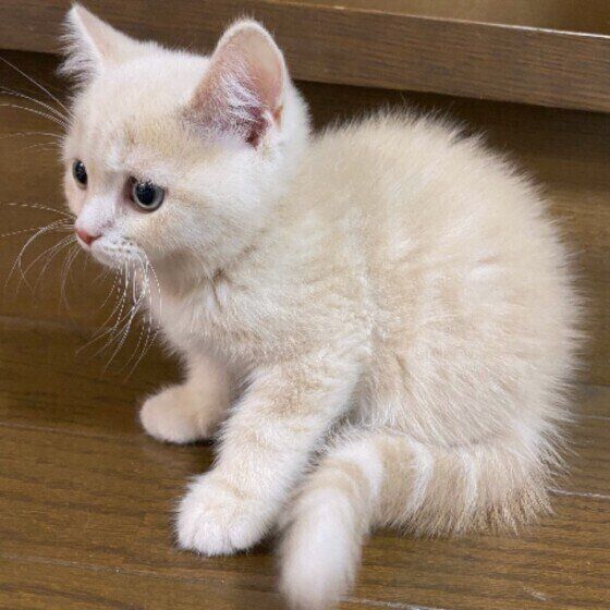 子猫のスコティッシュフォールド