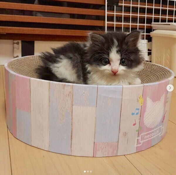 コンビニの駐車場でガリガリに痩せた子猫を保護 突然の出会いからもうすぐ2カ月 すっかり家族の中心に ねこのきもちweb Magazine