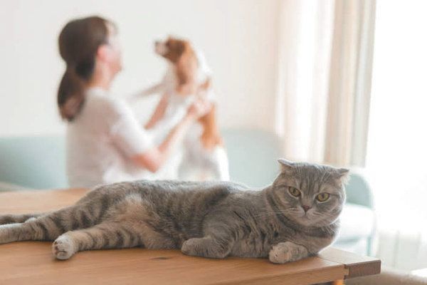 猫の性格