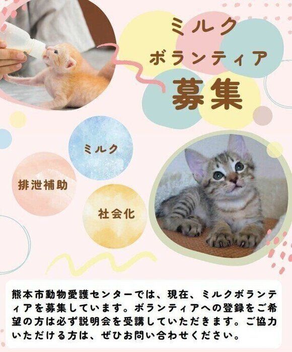 各種チラシをつくって呼びかけている。乳飲み子猫はミルクボランティアのほか、職員が家に連れて帰ってお世話することも多い