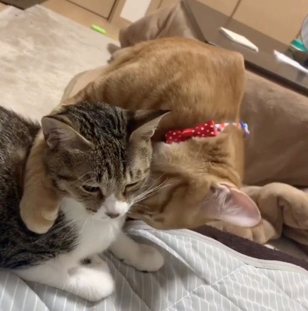 茶トラのウニくんとキジ白のコハダちゃん