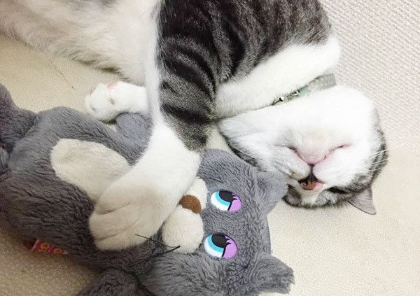 眠るサバトラ猫